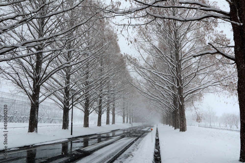 雪景色のメタセコイヤ並木
