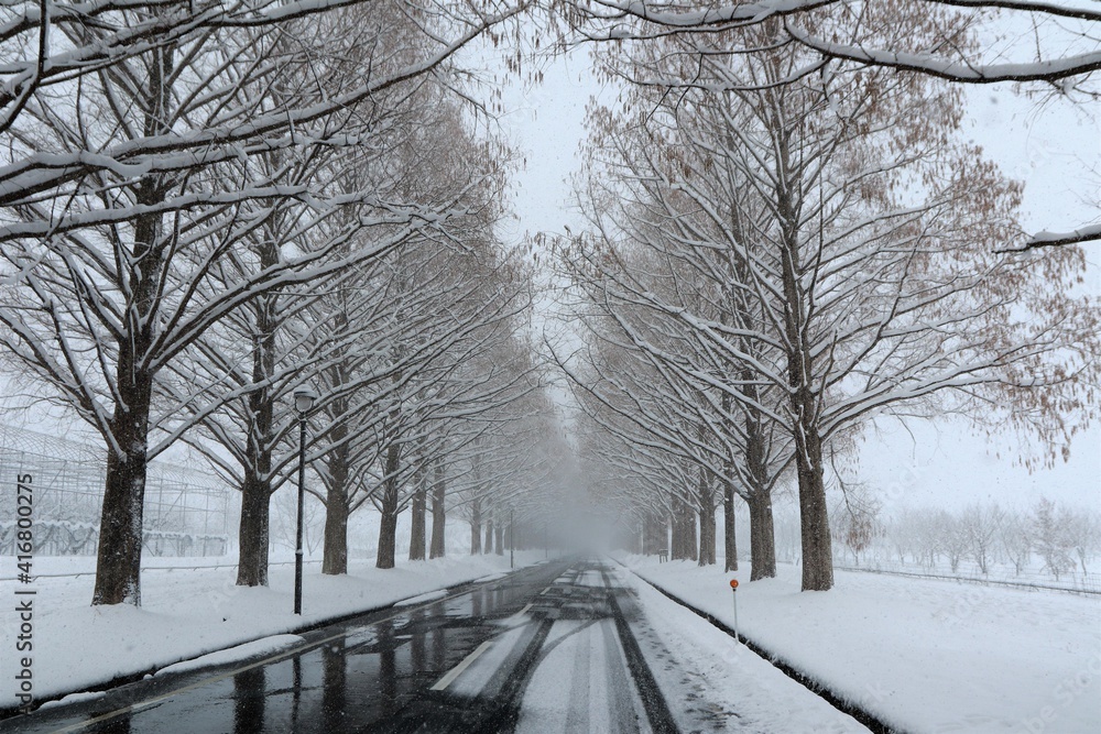 Obraz premium 雪景色のメタセコイヤ並木 