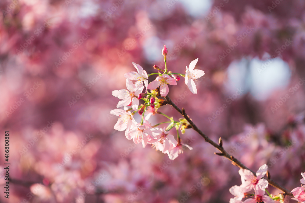 Close-up of the beautiful spring Cherry Blossom, pink blossom flowers, in a Chinese tea garden in Yongfu city, Fujian Province, China Close-up of the beautiful spring Cherry Blossom, pink blossom flowers, in a Chinese tea garden in Yongfu city, Fujian Province, China