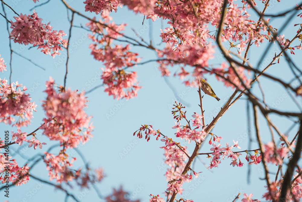 Close-up of the beautiful spring Cherry Blossom, pink blossom flowers with a bird on the branch Close-up of the beautiful spring Cherry Blossom, pink blossom flowers with a bird on the branch