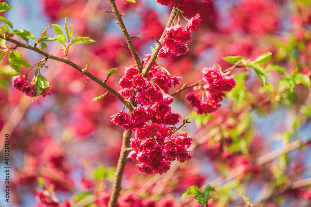 Close-up of the beautiful spring Cherry Blossom, red blossom flowers, in a Chinese tea garden in Yongfu city, Fujian Province, China Close-up of the beautiful spring Cherry Blossom, red blossom flowers, in a Chinese tea garden in Yongfu city, Fujian Province, China