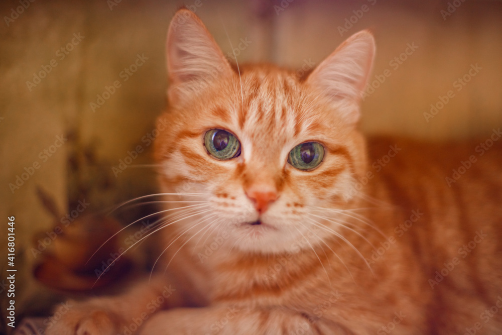 A beautiful ginger cat lies at home