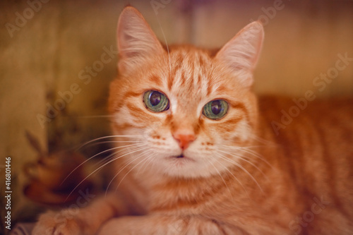 A beautiful ginger cat lies at home