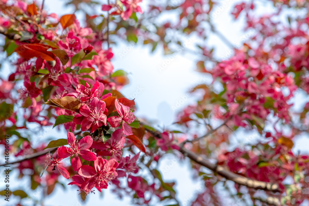 Apple trees in bloom. Blooming apple tree branch. Apple orchard in spring. Apple trees in bloom. Blooming apple tree branch. Apple orchard in spring.