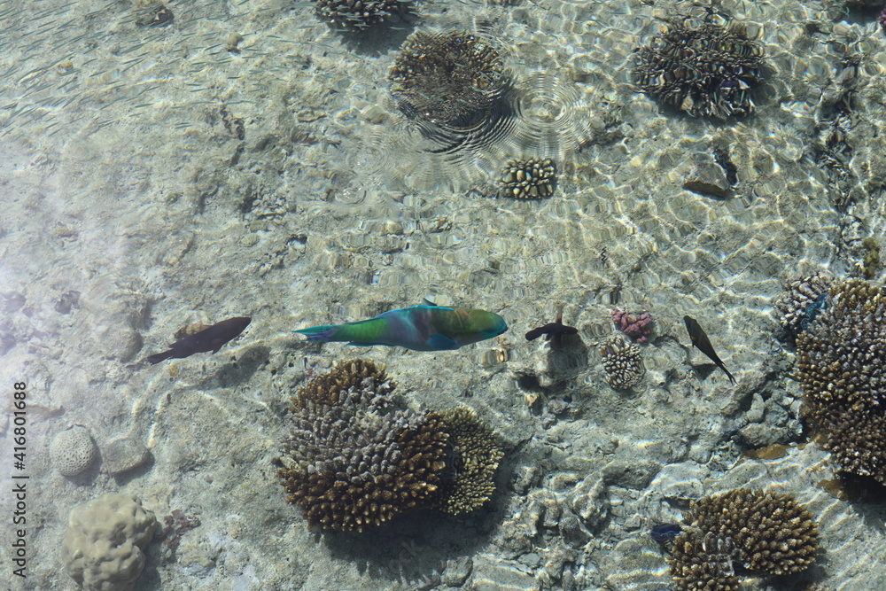 Scenic landscape of Egyptian coral coast with transparent clean water. Colorful textured backdrop with coral fishes under water. Wild life of the clear Red Sea. Scenic landscape of Egyptian coral coast with transparent clean water. Colorful textured backdrop with coral fishes under water. Wild life of the clear Red Sea.