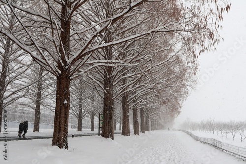 雪景色のメタセコイヤ並木 
