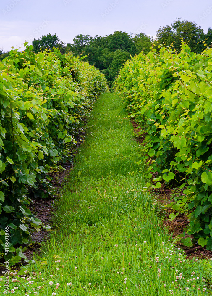 626-97 Grape Vines at Boundry Breaks Vineyard