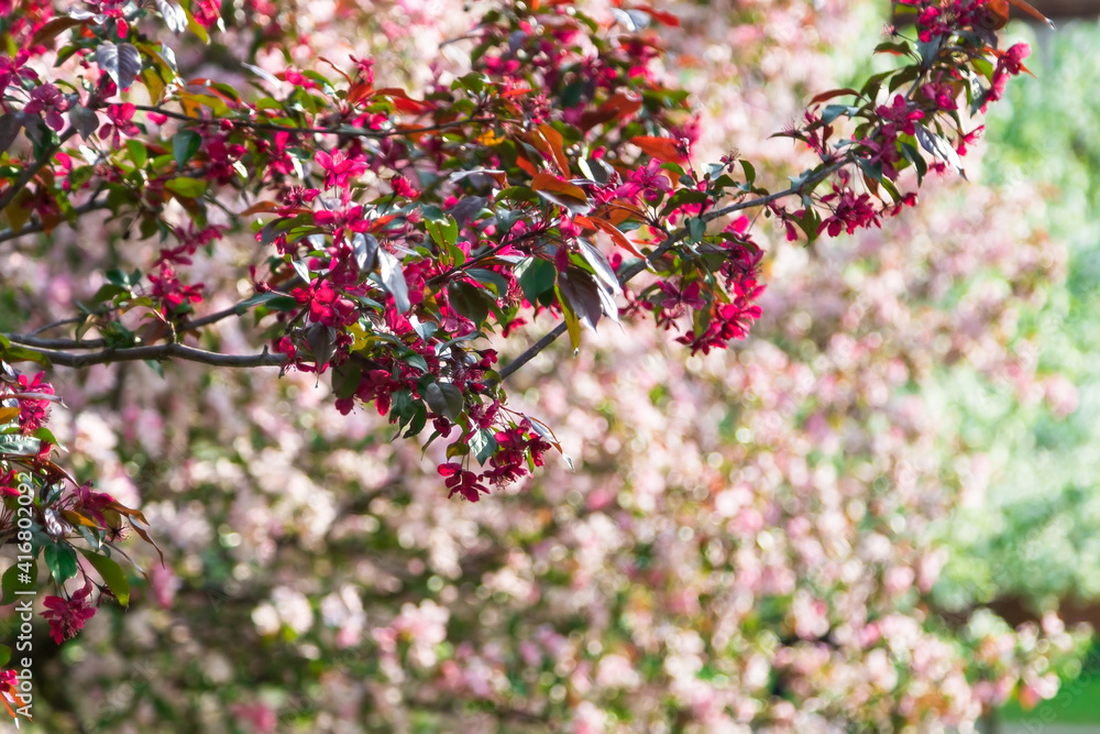 Apple trees in bloom. Blooming apple tree branch. Apple orchard in spring. Apple trees in bloom. Blooming apple tree branch. Apple orchard in spring.