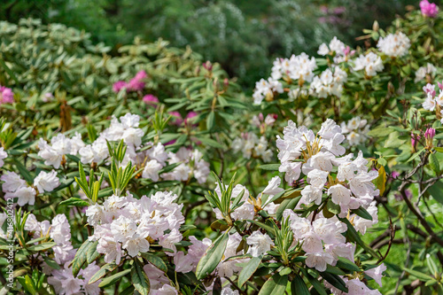 Flowering rhododendron bush in the park