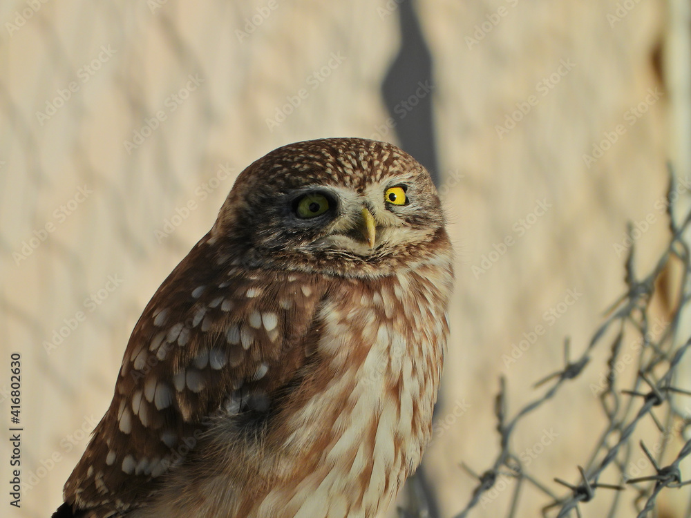 Little owl