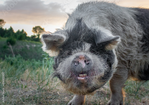 Fotografija Pig Close Up