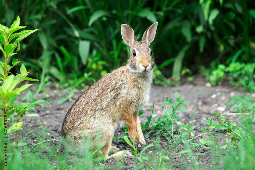 Fototapeta premium Cottontail Rabbit