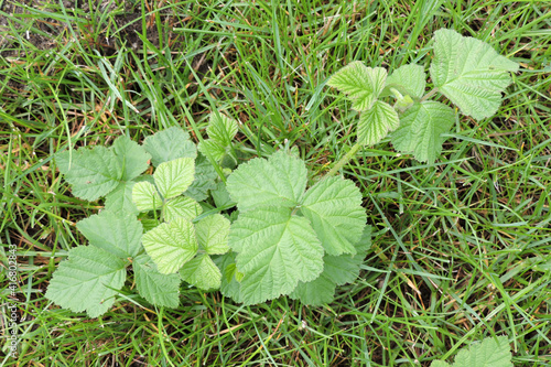фотографія A European dewberry shrub growing in green grass