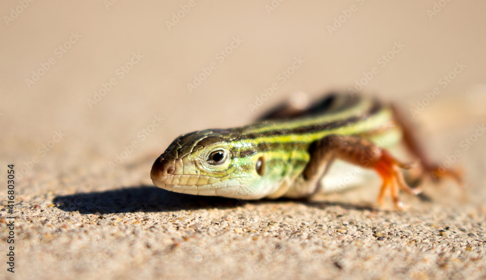 Lizard Lizard
