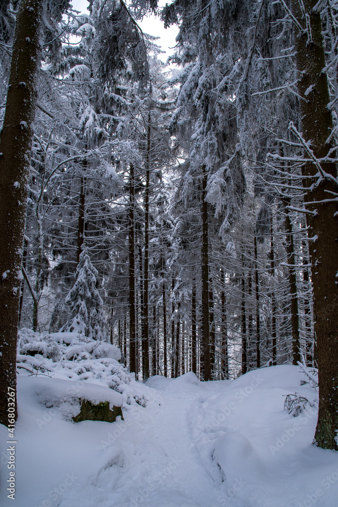 Fototapeta premium Winterlicher Wanderweg im Wald