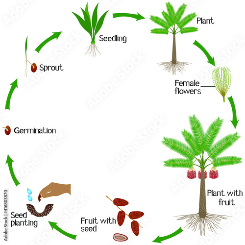 A growth cycle of date palm on a white background.