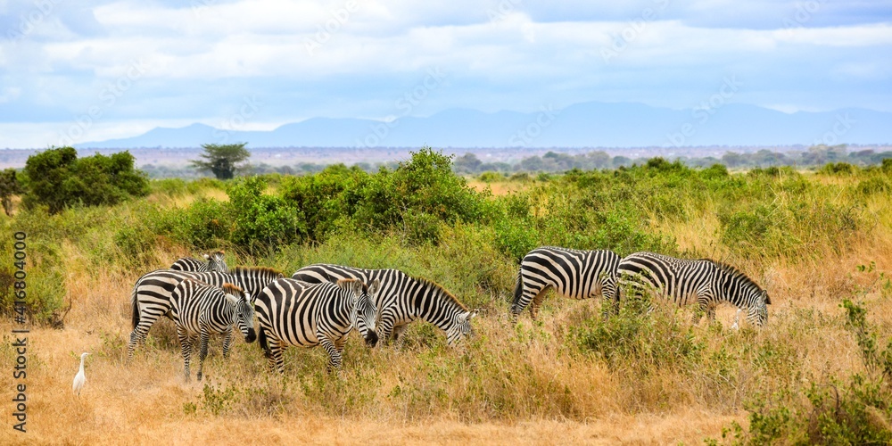 Obraz premium flock of zebras in amboseli national park
