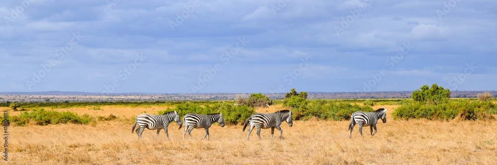 Obraz premium flock of zebras in amboseli national park