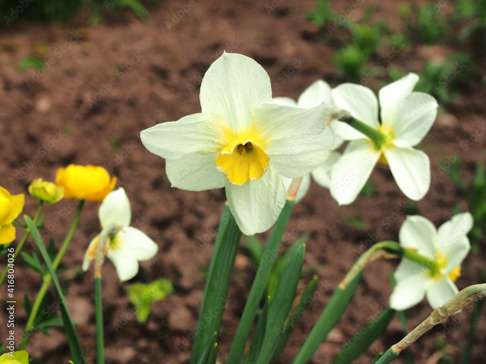 A daffodil with white petals blooms in the garden. Close-up.
