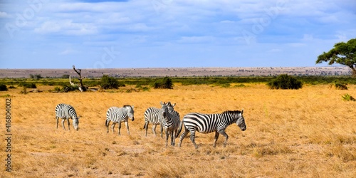 flock of zebras in amboseli national park photo