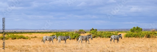 flock of zebras in amboseli national park
