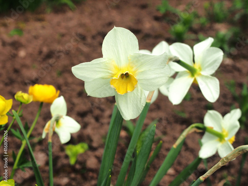 A daffodil with white petals blooms in the garden. Close-up. © tar9