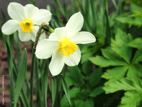 A daffodil with white petals blooms in the garden. Close-up.