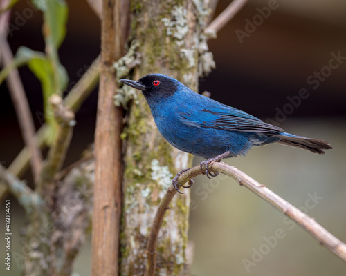 Beautiful blue bird perched sideways on a branch