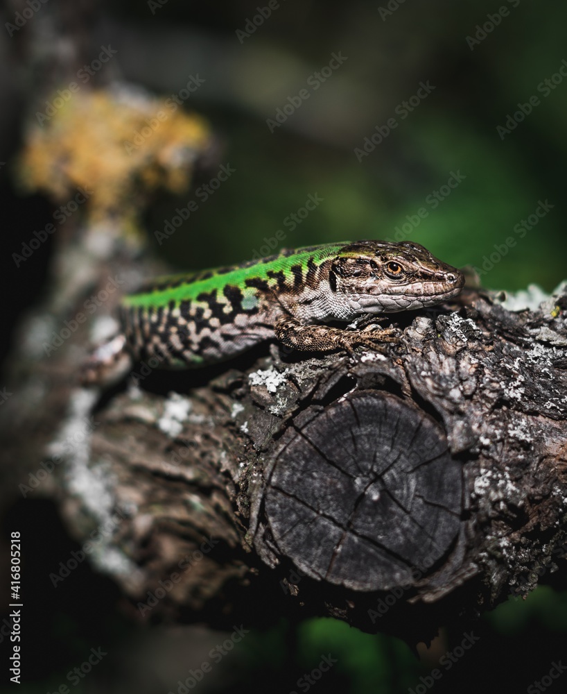 Naklejka premium Lucertola sull'albero