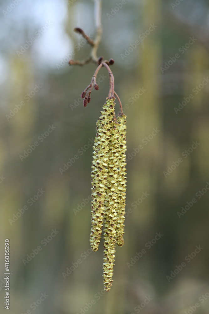 Haselnuss Strauch im schönen Frühling Haselnuss Strauch im schönen Frühling