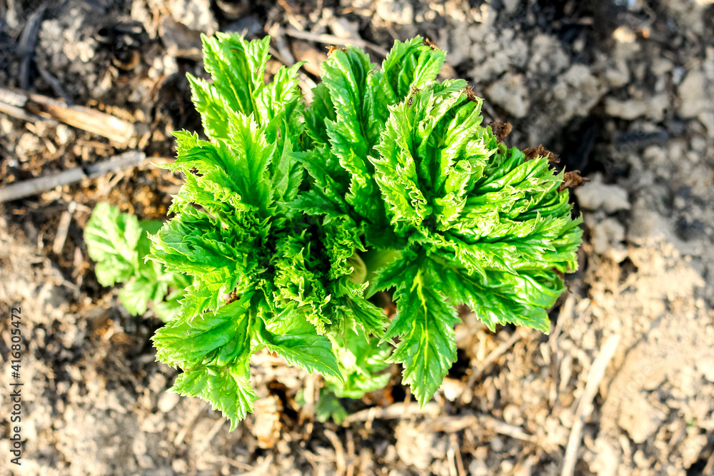 Leaves of the plant borschevik Sosnovsky close-up in summer. Young sprouts and leaves without flowers of a dangerous poisonous plant Leaves of the plant borschevik Sosnovsky close-up in summer. Young sprouts and leaves without flowers of a dangerous poisonous plant