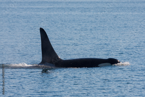 Orca whale surfacing © Danita Delimont