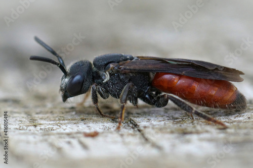 Closeup of nice red colored cleptoparasite bloodbee , Sphecodes photo