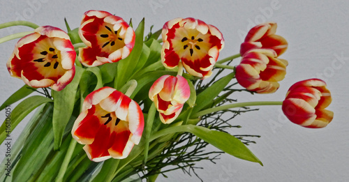 beautiful tulips looking directly at you