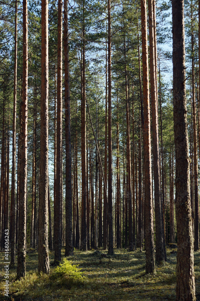 Pine forest with straight trunks on a summer day Pine forest with straight trunks on a summer day