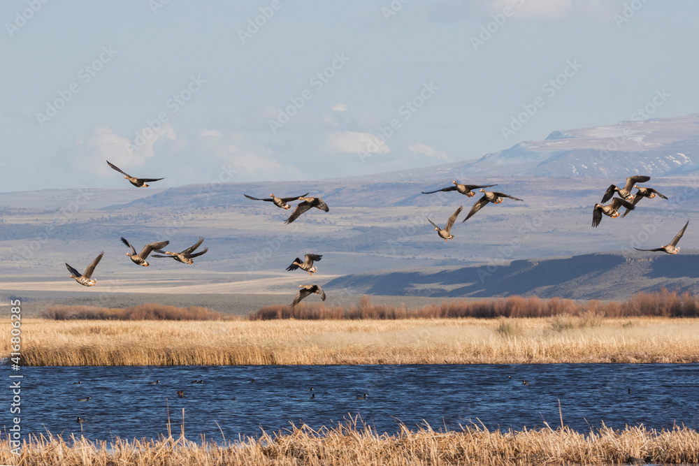 Obraz premium Greater white-fronted geese flying