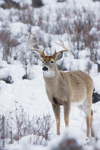 Wallpaper Mural White-tail deer buck Torontodigital.ca