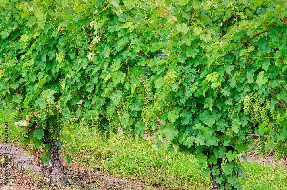 626-99 Grape Vines at Boundry Breaks Vineyard