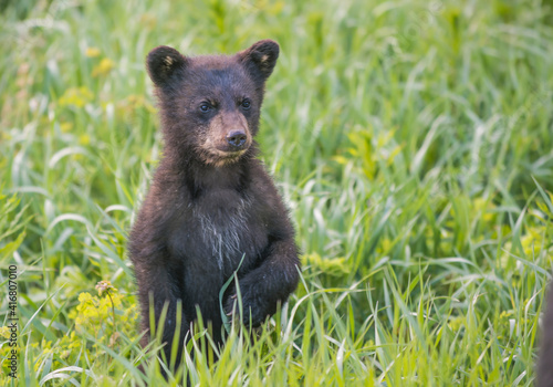 Fotografia Black bear cub in spring.