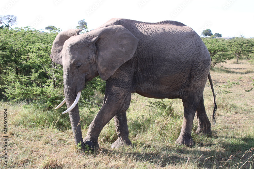 Elephant in the Maasai Mara