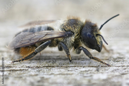 Close up of a female leafcutter bee, Megachile lapponica on wood