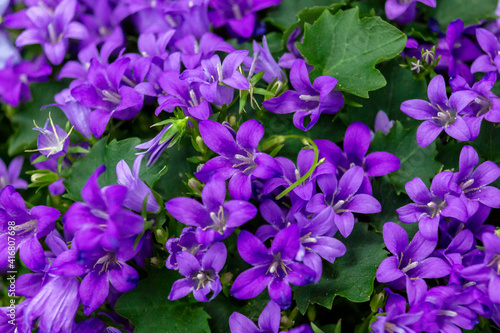 background of green leaves and purple flowers