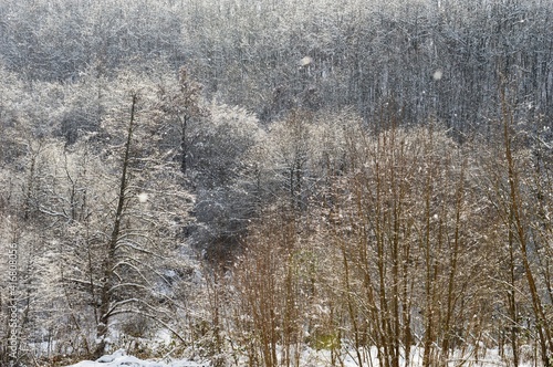 trees in the snow in winter