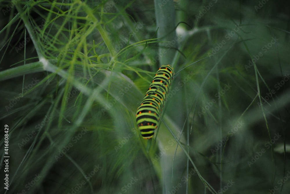 Chenille de Machaon ou Grand porte-queue (Papilio machaon) sur un fenouil