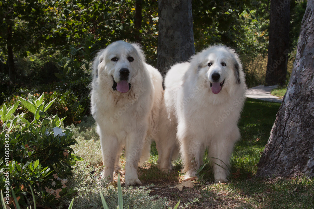 Great Pyrenees in a garden. Great Pyrenees in a garden.