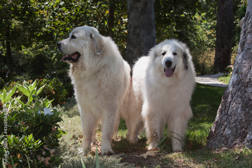 Great Pyrenees in a garden. Great Pyrenees in a garden.