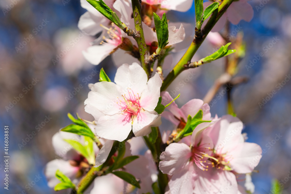 Obraz premium almond tree bloom