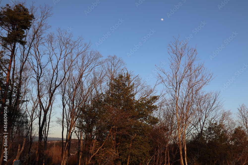 Fototapeta premium 公園からの風景