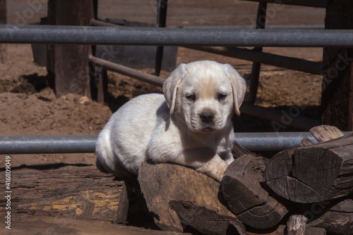 Labrador retriever puppy.