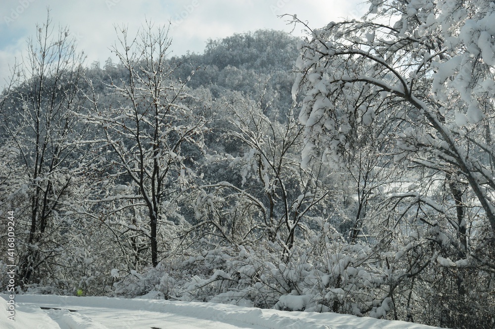 Fototapeta premium trees in the snow in winter
